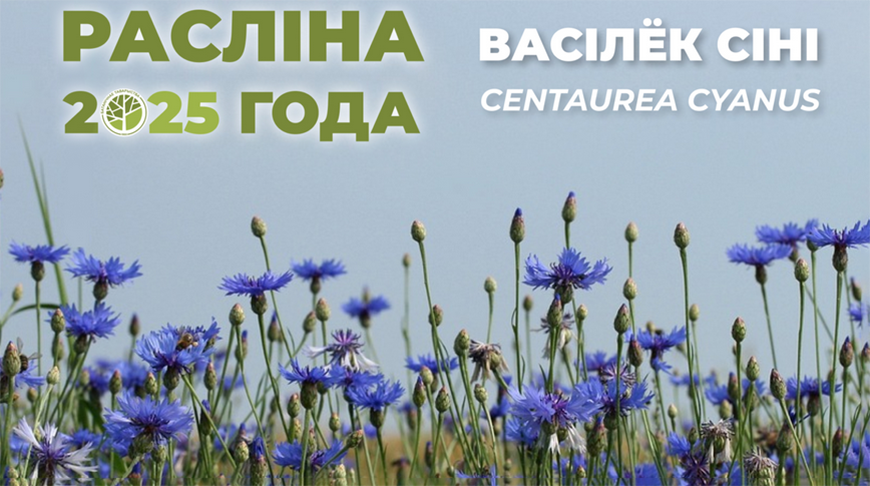 Растением 2025 года выбран Василек синий